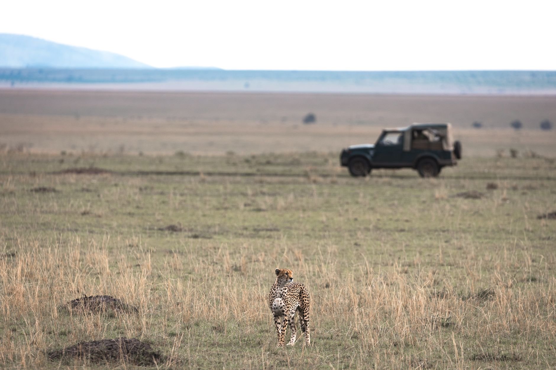 A cheetah stands on the savannah with a safari jeep in the background, symbolising African wildlife exploration.