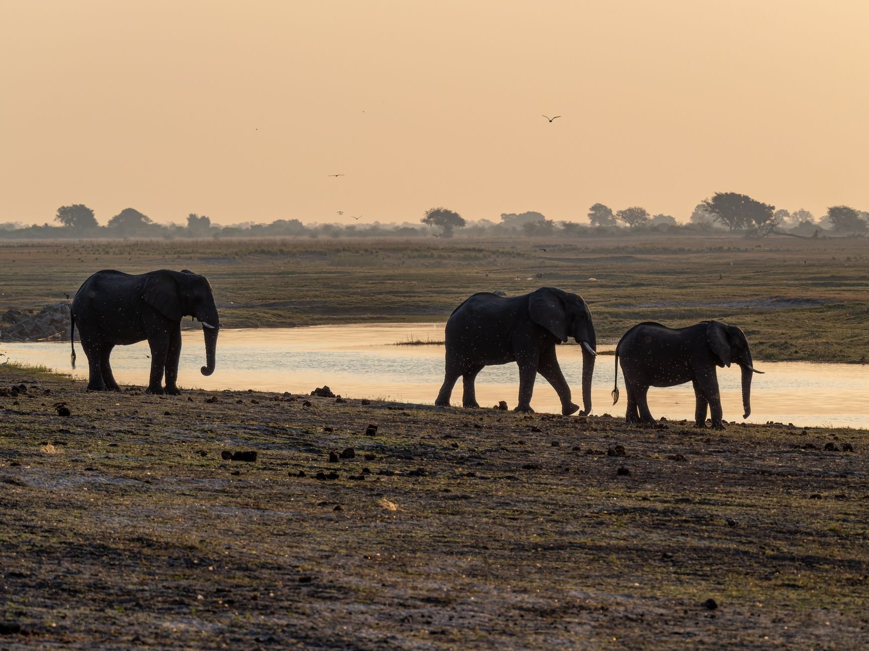 Majestic elephants strolling by a serene riverbank in the golden light of sunset.